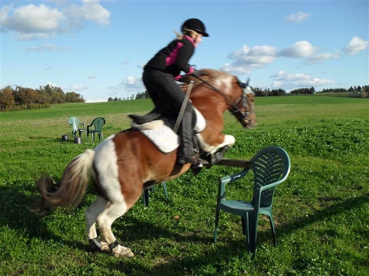 Pinto sweety MINBEDSTEVEN - 20.  Han er min lille spring pony 90cm<3 billede 20