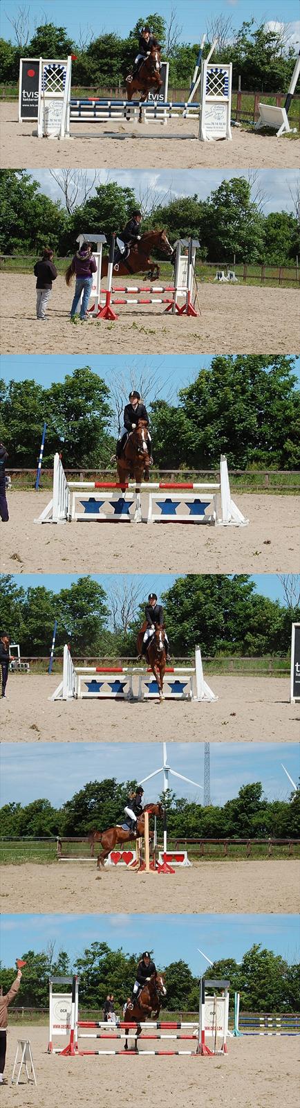 Hollandsk Sportspony Charléne of the fairplay - Lb 2010 billede 9