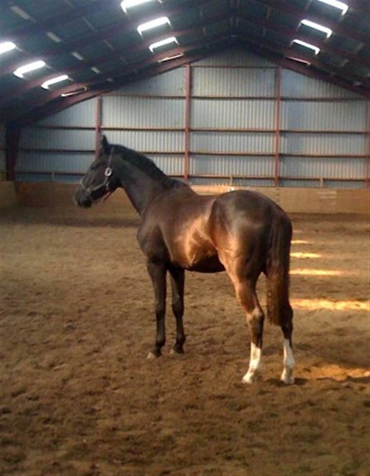 Dansk Varmblod Hejbøls Chanto DV 246 - Øhhhh, hvad skal jeg herinde??? billede 15