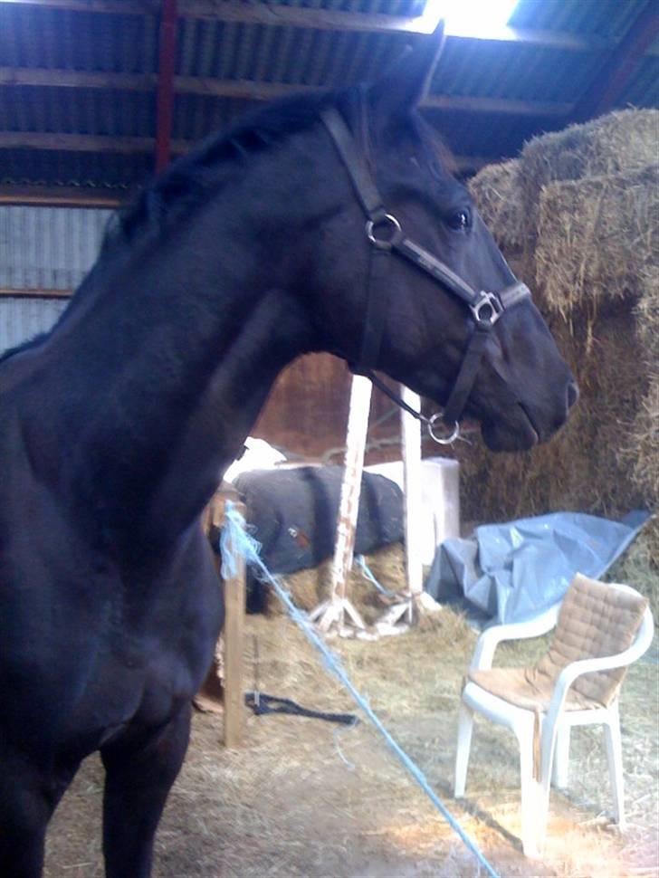 Dansk Varmblod Hejbøls Chanto DV 246 - OG, hvor er de andre??? billede 16