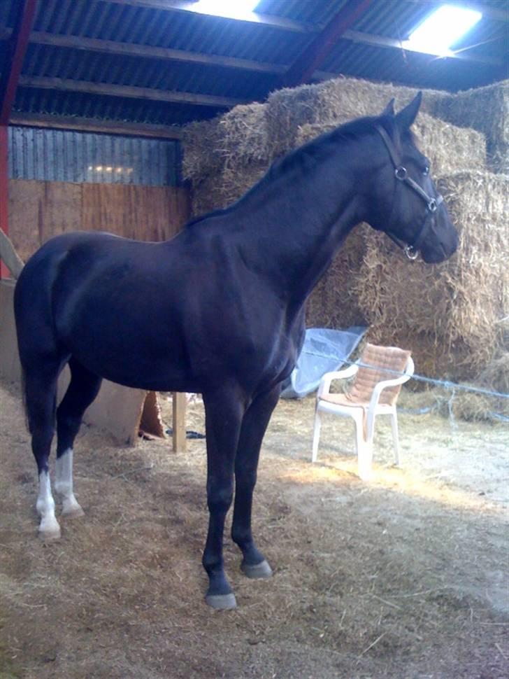 Dansk Varmblod Hejbøls Chanto DV 246 billede 17