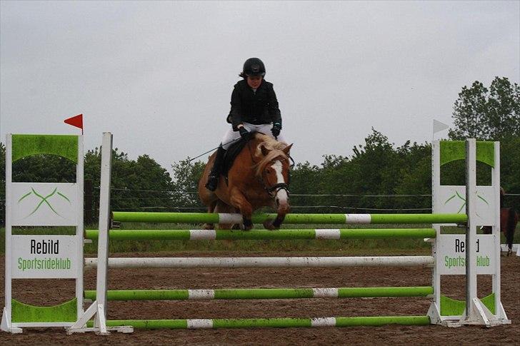 Haflinger Prins Hans -  | 19 | Elsk lyset, for det viser dig vejen, men elsk også mørket, for det viser dig stjernerne. billede 19