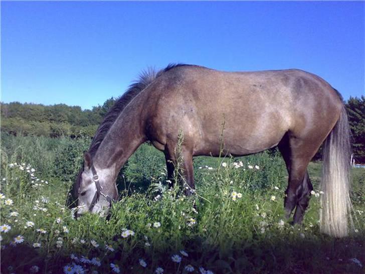 Anden særlig race Bastiansborgs Barney <3 - Sommerbillede :i<3 billede 6