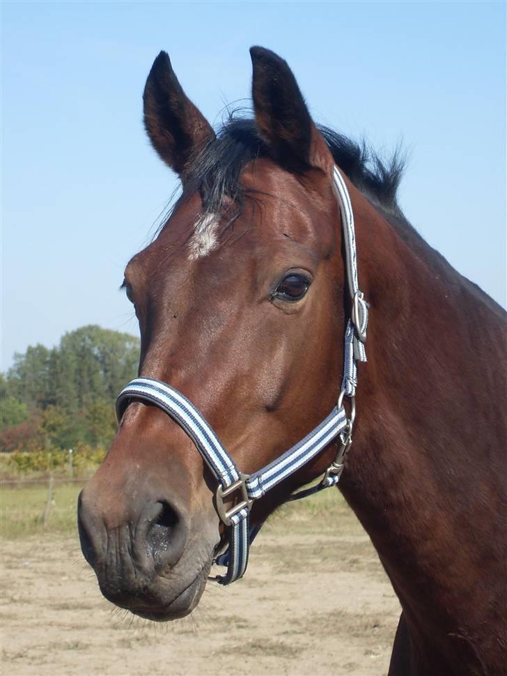 Dansk Varmblod Lancia skude 955 billede 3