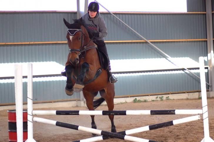 Dansk Varmblod Coleman *HIMMELHEST* - Mathilde min passer og Coleman, de er bare dygtige til og springe de to. billede 13