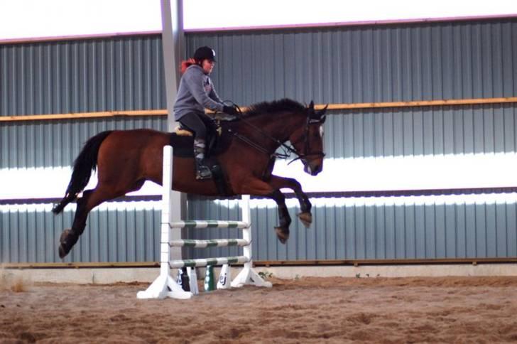 Dansk Varmblod Coleman *HIMMELHEST* billede 15