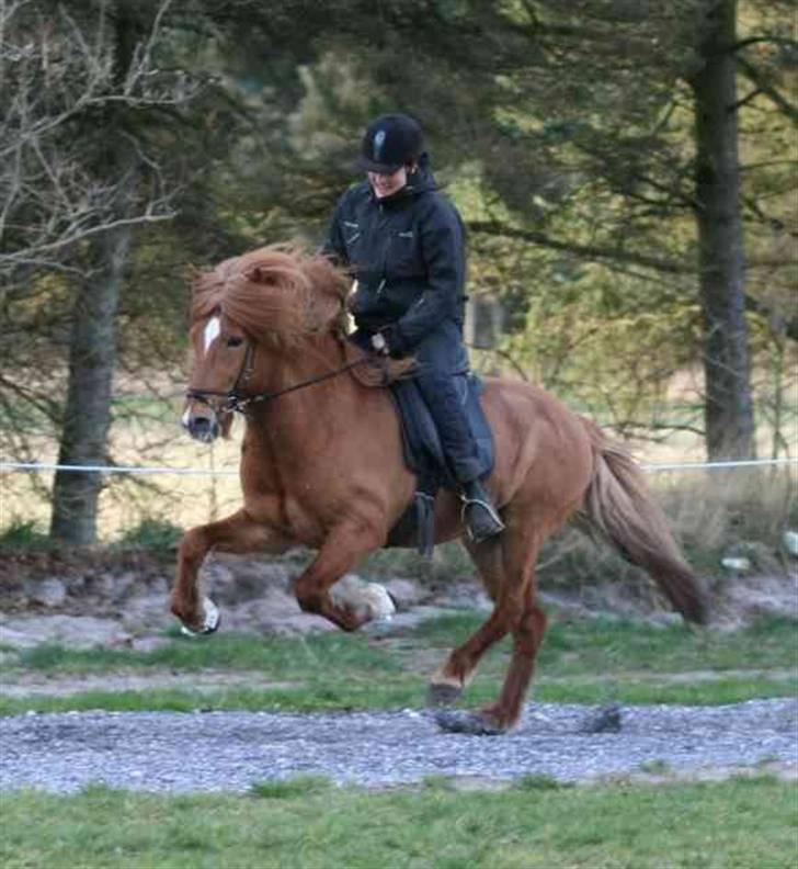 Islænder Gasalegur-Hellingur - Cippe og Gasse i Galop billede 6