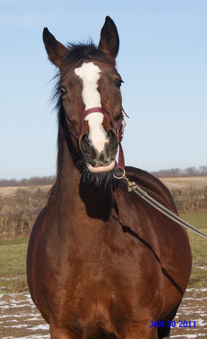 Dansk Varmblod Drudgaards Mylady >>Avl<< - Mylady 1½ mdr. til termin 2011 billede 15