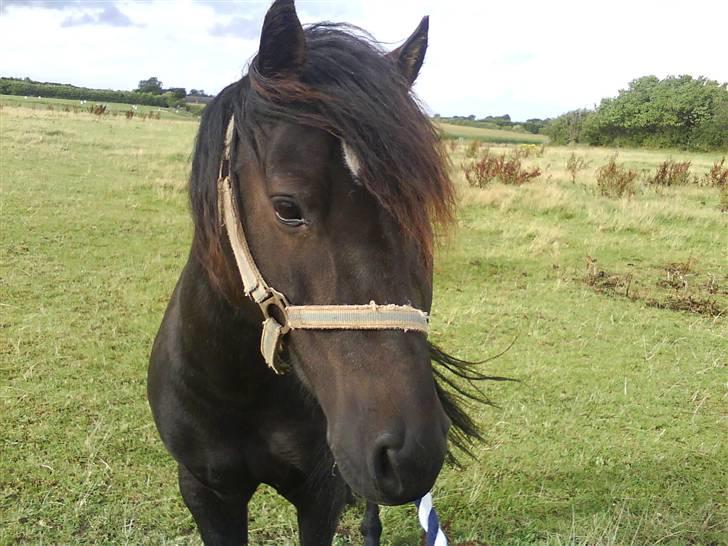 Anden særlig race Maxi - 18 ¤ On the mark. Vind i håret, blærblær :D  billede 18