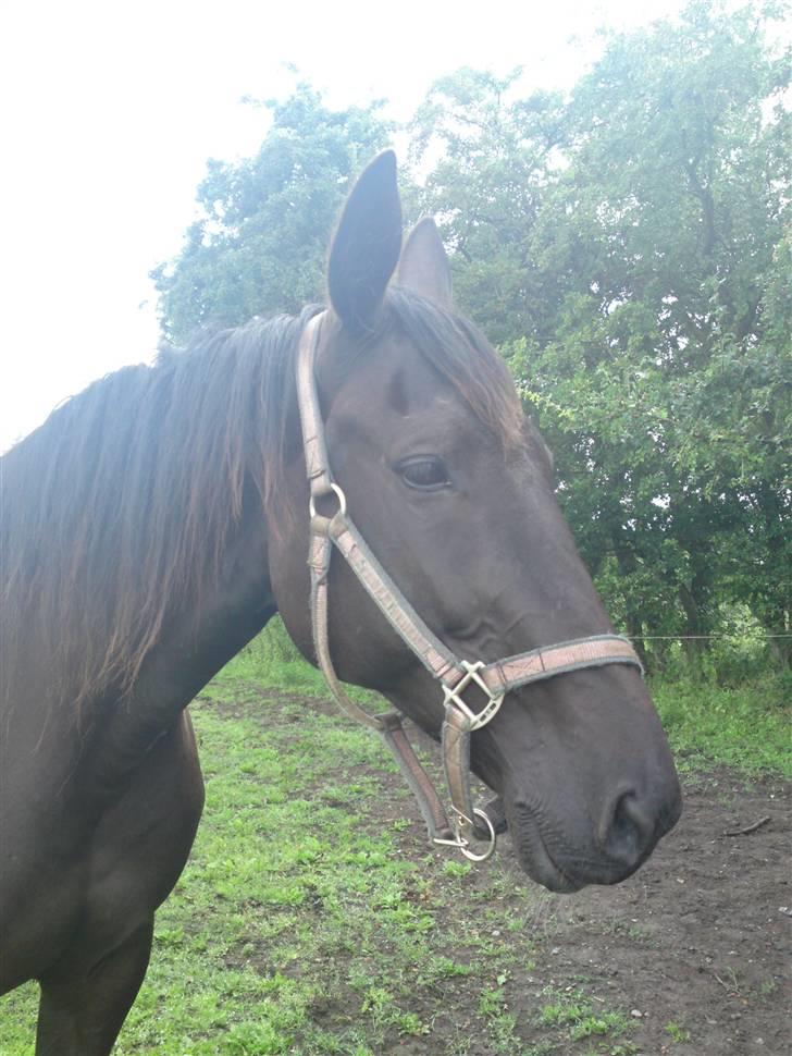 Traver Ivory - Ivory 2009 billede 1