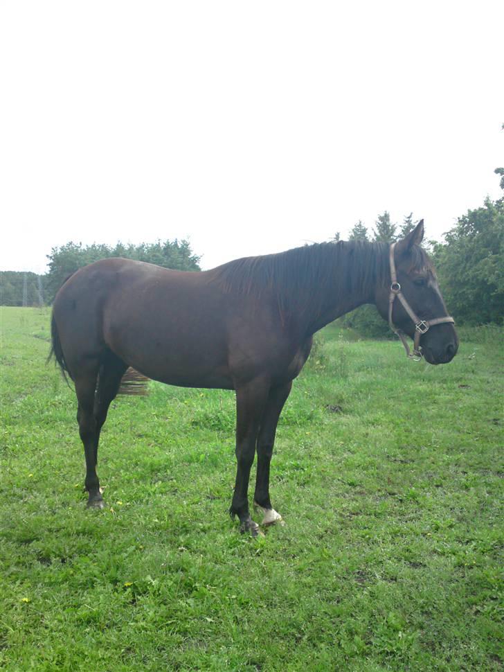 Traver Ivory - Ivory 2009 billede 2