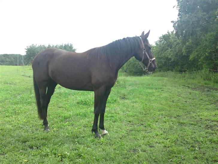 Traver Ivory - Ivory 2009 billede 3