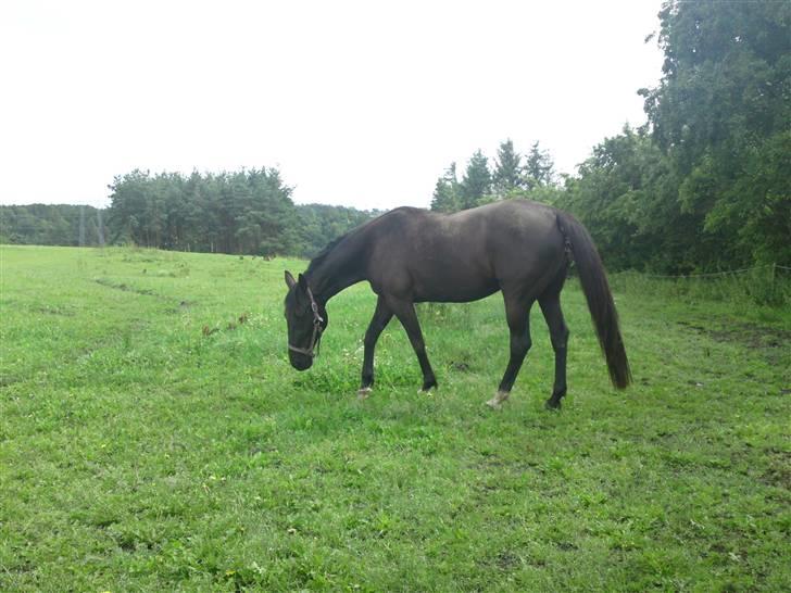 Traver Ivory - Ivory 2009 billede 4