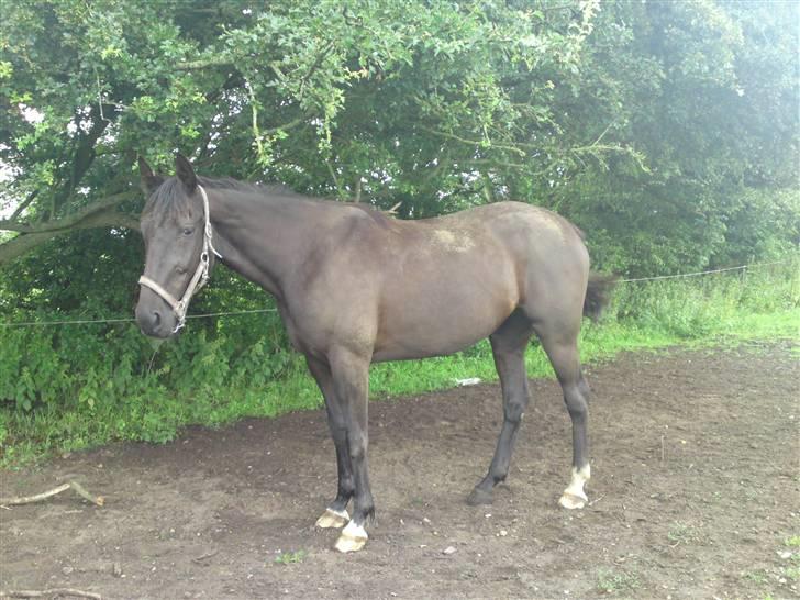 Traver Ivory - Ivory 2009 billede 5