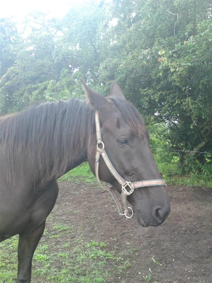 Traver Ivory - Ivory 2009 billede 6