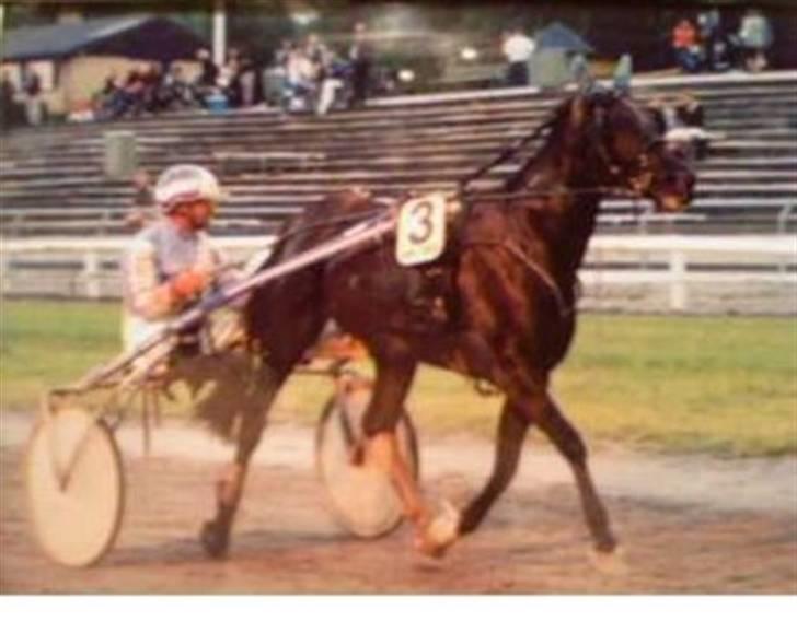 Traver Ivory - Ivory vinder på Århus Væddeløbsbane. billede 7