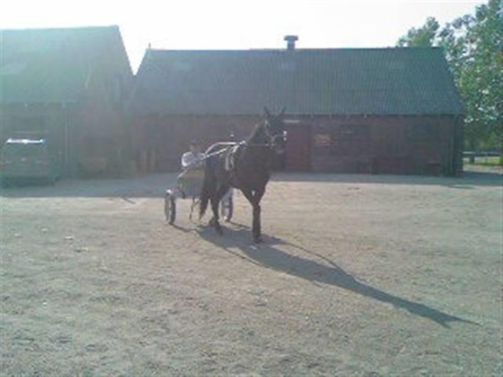 Traver Ivory - Ivory efter trænings arbejde på Ålborg Væddeløbsbane billede 8