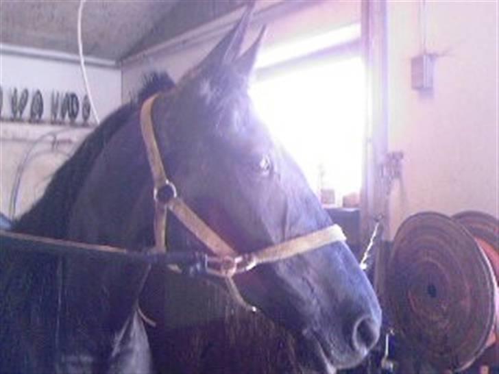 Traver Ivory - Ivory har været i bad efter træningsarbejde på Ålborg Væddeløbsbane billede 9