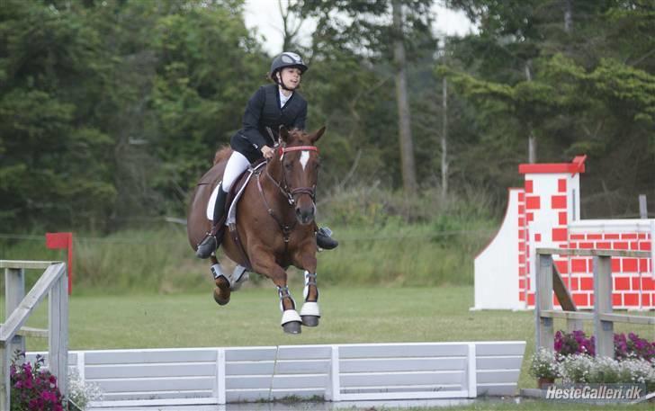 Mecklenburger Paula aka. popo/Guldklump - stor vandgrav billede 11