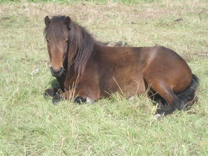 Islænder Ösp fra Vesterheden - 2010 billede 8