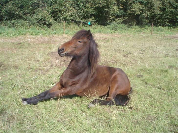 Islænder Ösp fra Vesterheden - 2010 billede 9