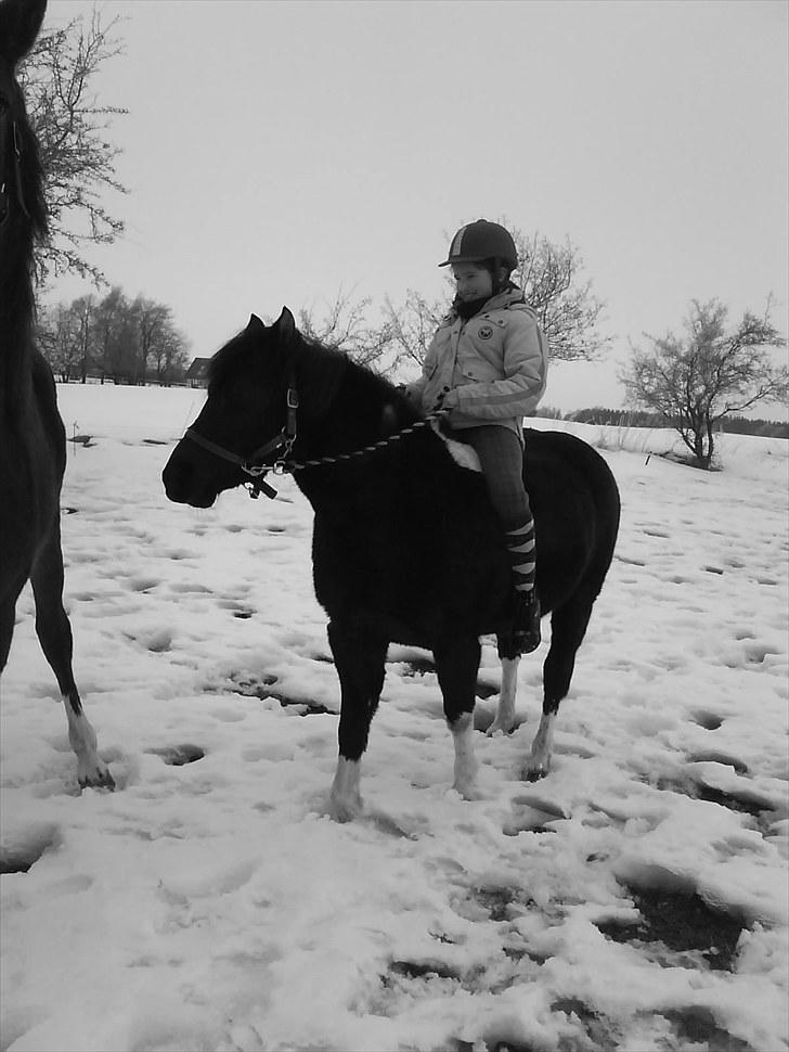 Anden særlig race Cirkeline *Tricks ponyen* - Simone & cirkeline billede 5