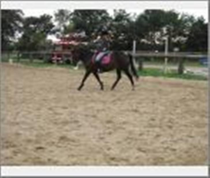 DSP Daisy Hesse<3 Solgt :/ :( - Undskyld kvaliteten! Dressur:D billede 19