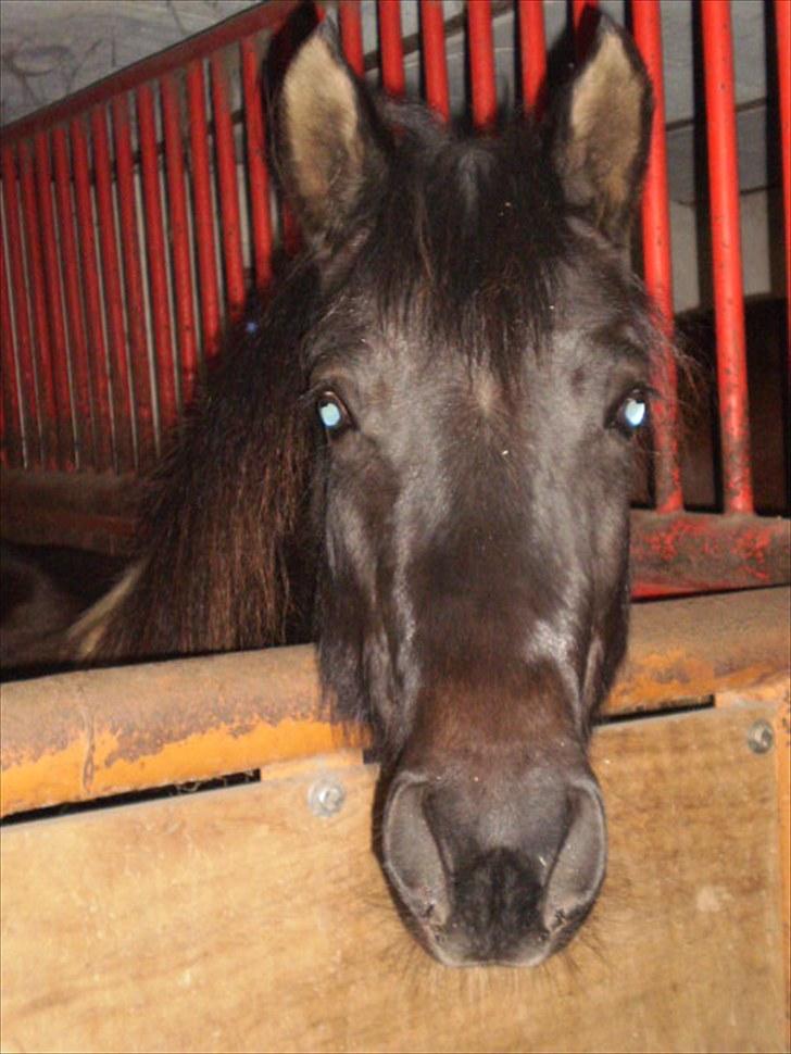 Anden særlig race Cirkeline *Tricks ponyen* - "hvis nu jeg ser sød ud, for jeg så mad mor?:D" billede 10