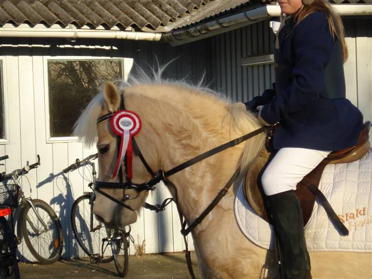 Gotlandsruss molly<333 billede 19