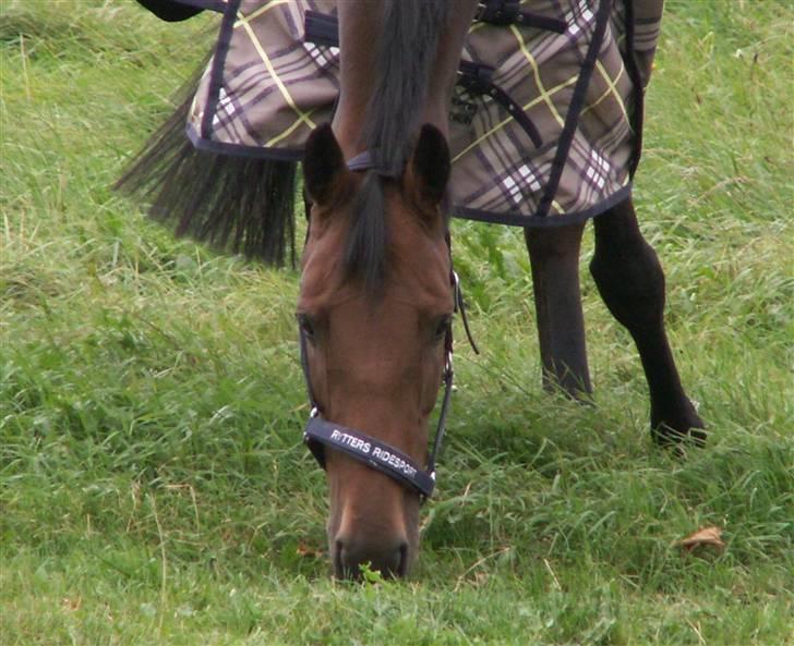 Dansk Varmblod Højvangs Colett - smukke, smukke Colett på fold :)  billede 19