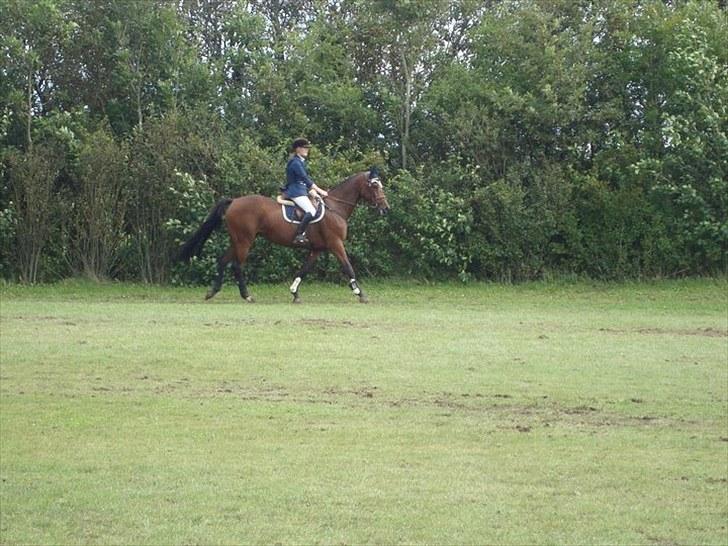 Dansk Varmblod Højvangs Colett billede 5