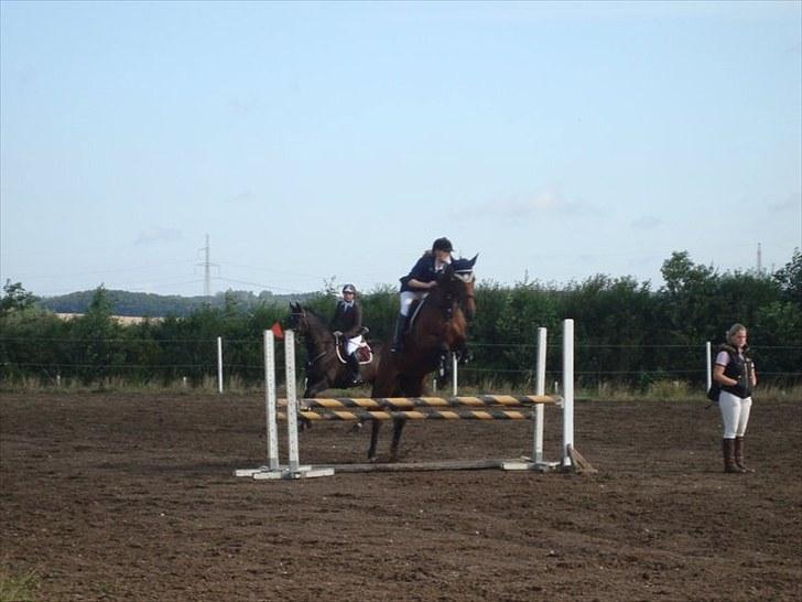 Dansk Varmblod Højvangs Colett - opvarmning Aalestrup :D billede 7