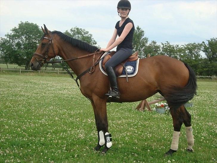 Dansk Varmblod Højvangs Colett - .. fordi du er verdens dejligste! billede 8