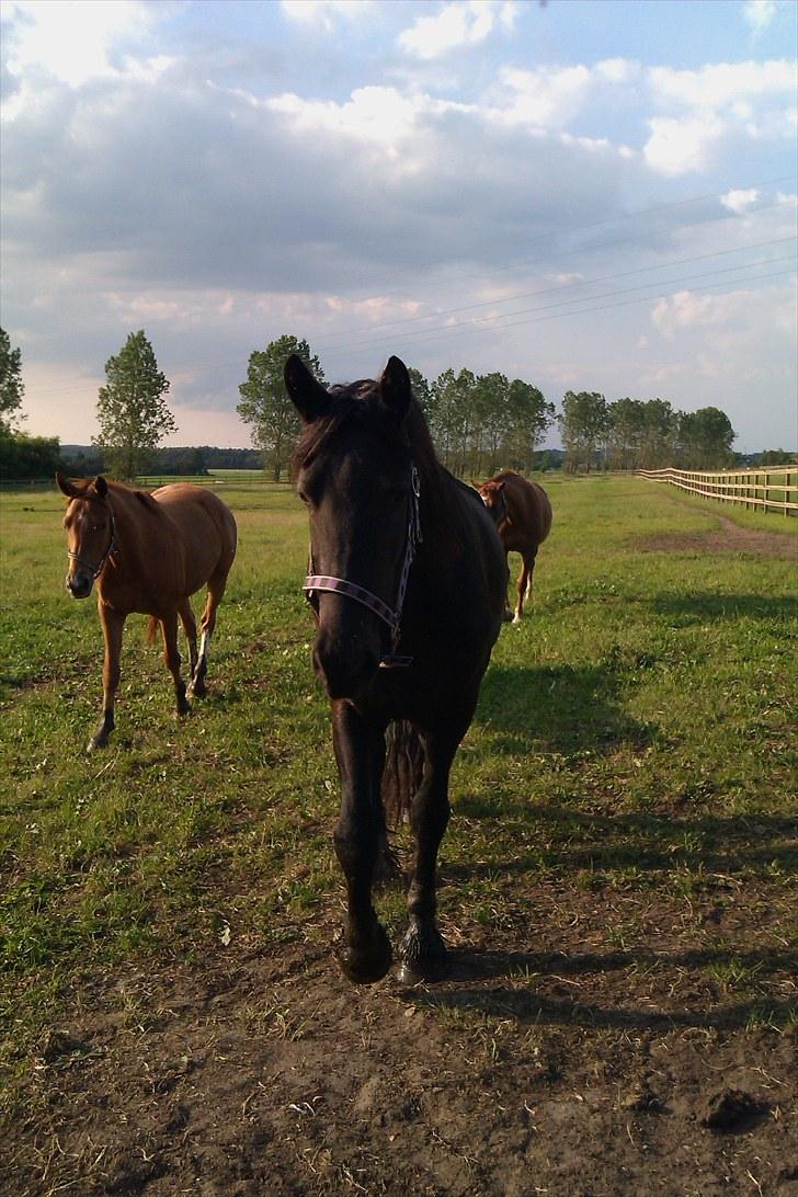 Frieser wytske z.van solgt - bare nogle dejlige marker  billede 8