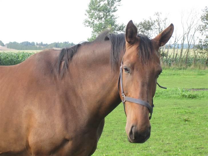 Anden særlig race Amigo billede 7