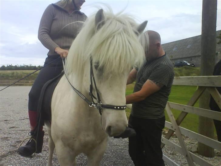 Islænder Pegasus fra klattrup billede 3