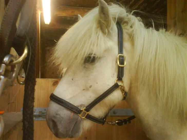 Islænder Pegasus fra klattrup billede 4