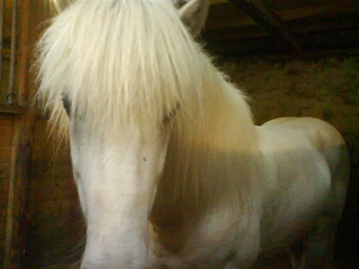 Islænder Pegasus fra klattrup billede 5