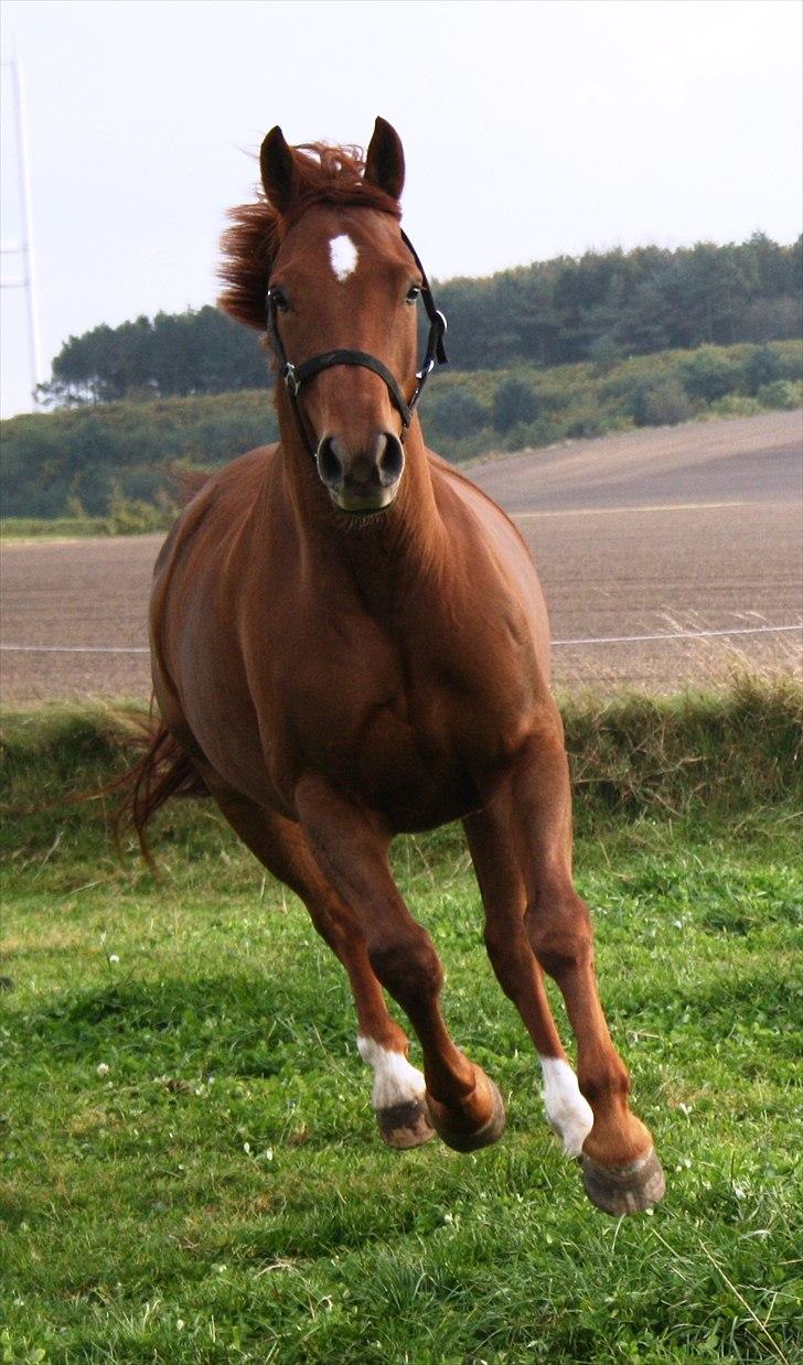 Dansk Varmblod Højlunds Kenzo<3 billede 11