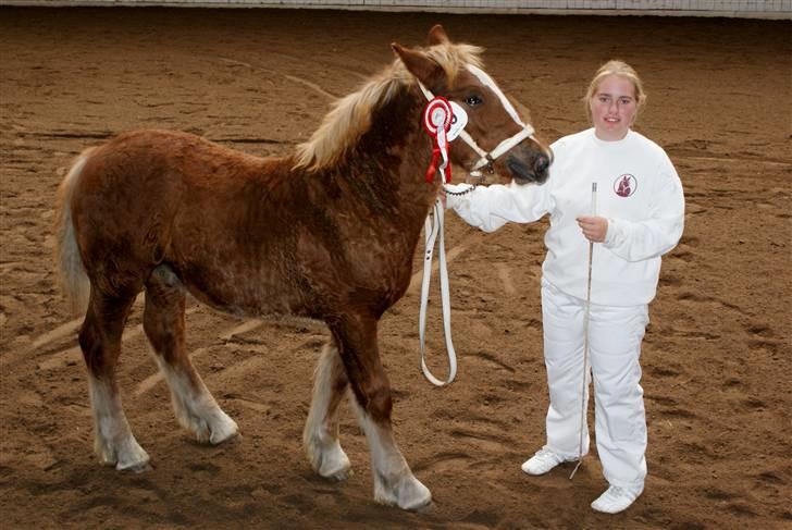 Jyde Lucas - lucas til føl og plag skue billede 17