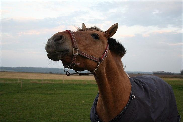 Anden særlig race Lady<3 - Dejligt med blæsevejr!  billede 6