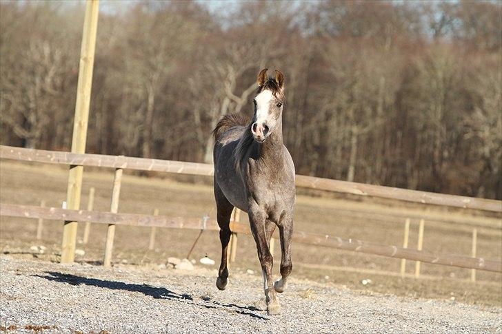 Arabisk fuldblod (OX) Wilejka - photo af simii billede 4