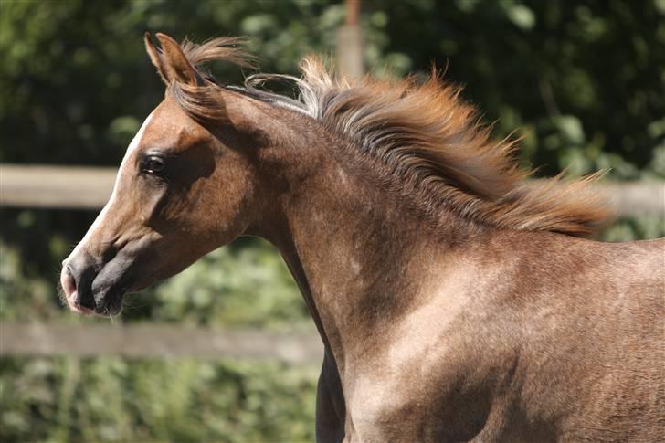 Arabisk fuldblod (OX) Wilejka billede 7