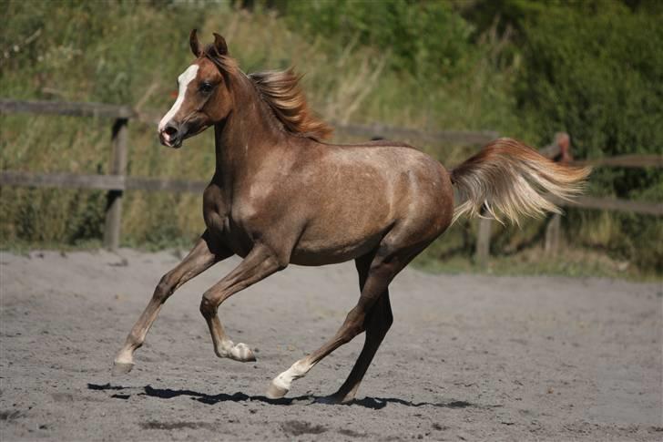 Arabisk fuldblod (OX) Wilejka billede 8