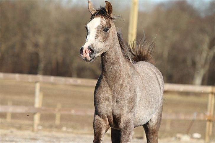 Arabisk fuldblod (OX) Wilejka - photo af simii billede 9