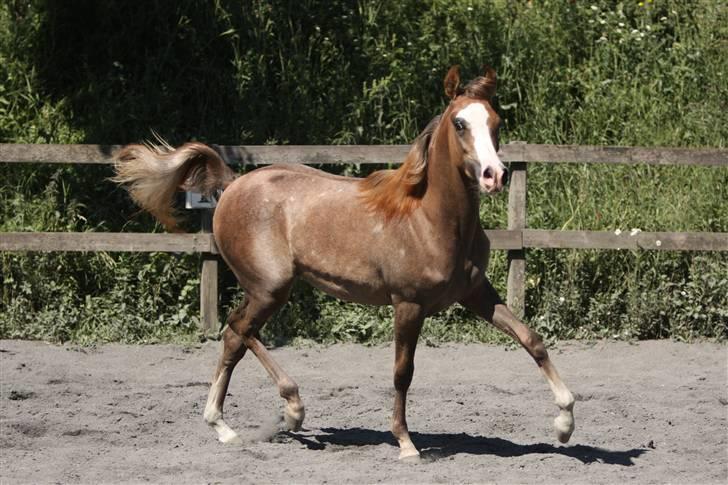 Arabisk fuldblod (OX) Wilejka billede 12