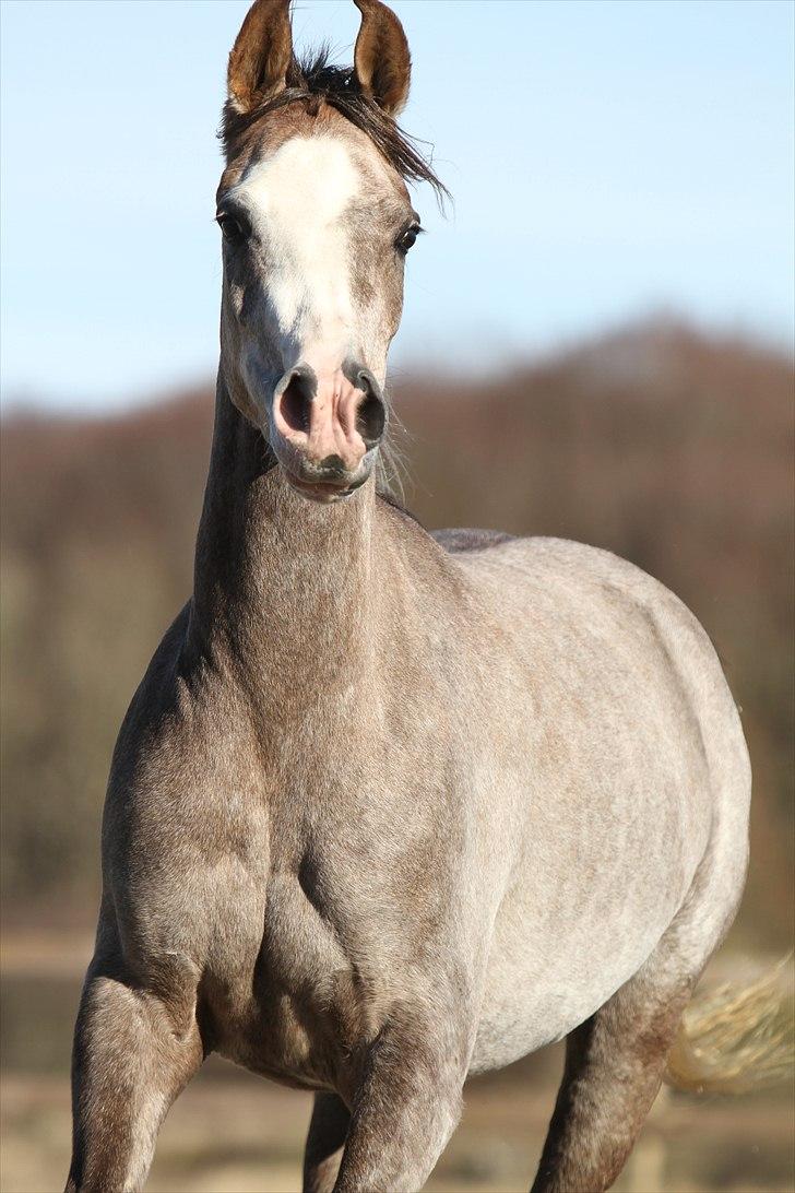 Arabisk fuldblod (OX) Wilejka - photo af simii billede 5