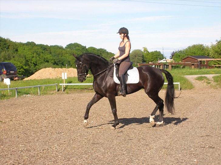 Hannoveraner Debbie 2004 SOLGT billede 1