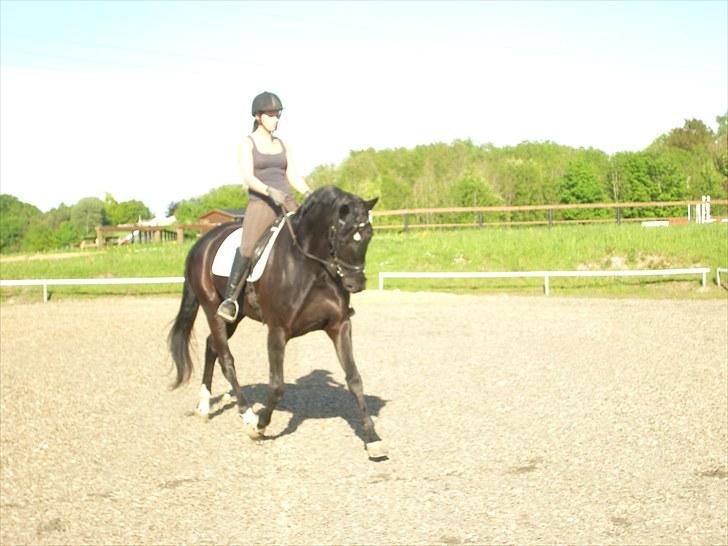 Hannoveraner Debbie 2004 SOLGT billede 2