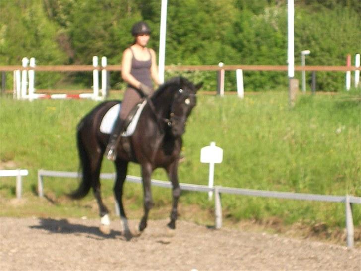 Hannoveraner Debbie 2004 SOLGT - den første gang jeg red hende sep 09 billede 3
